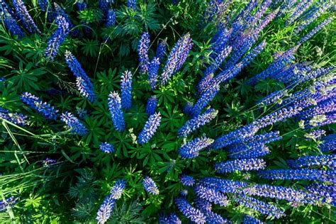 Native Blue Lupine: Plant Care & Growing Guide