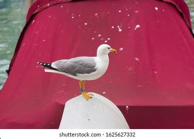 23,687 Sea Gull Close Up Stock Photos, Images & Photography | Shutterstock