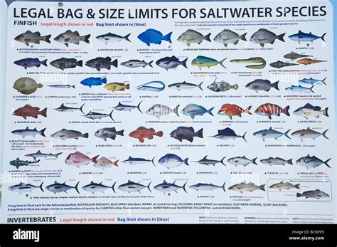 Fish identification chart hi-res stock photography and images - Alamy