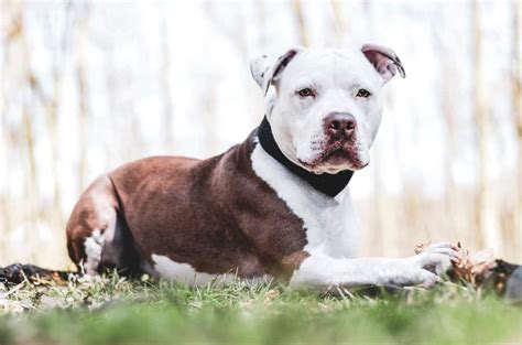 The Different Types of Pitbull Dog Breeds - PetMag