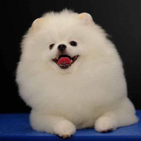 Top 10 Pomeranian Haircut Styles | Pride & Groom PRO - PRIDE+GROOM PRO