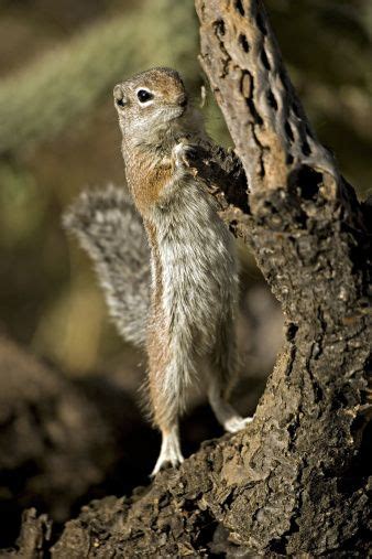 Harris Antelope Squirrel . aka Yuma Antelope Squirrel. Arizona. USA | リス