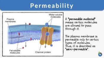 Permeability - Definition and Examples - Biology Online Dictionary