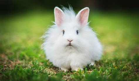 Le lapin nain angora - Jardiland