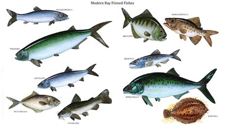 Modern Ray Finned Fishes - Water Based Dinosaurs