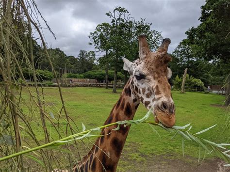 Knowsley Safari Park - Where to go With Kids - Merseyside