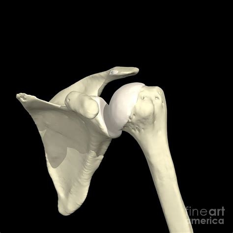 Ball And Socket Joint In Human Body