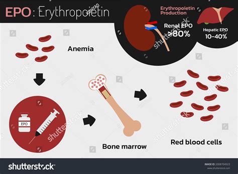 Erythropoietin Epo Production Kidney Liver Injection: vetor stock ...