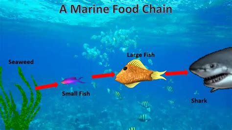 Marine Food Chain Diagram