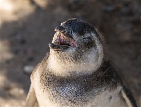 Single Magellanic Penguin Chick Showing Papillae in Mouth Stock Photo - Image of tour ...