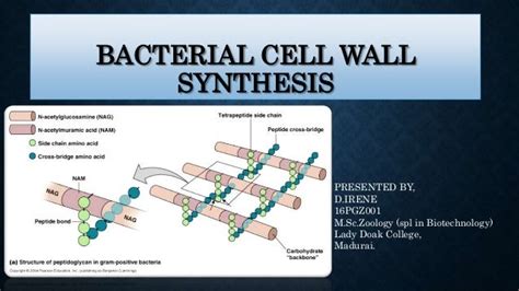 Bacterial cell wall synthesis