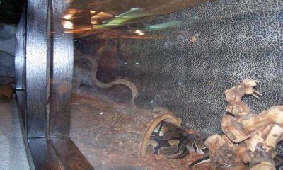 Snake Terrariums And Tanks: How To Choose The Right One - The Reptile Pro