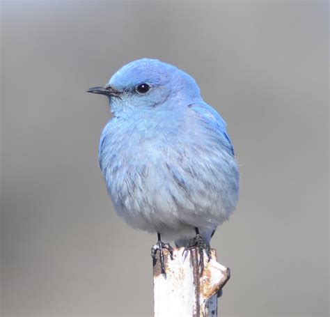 Mountain Bluebird | Petlife