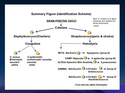 Image result for staphylococcus classification | Microbiology, Solubility, Positivity