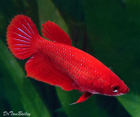 Premium FEMALE Red Betta Fish, Size: 1" to 1.2"