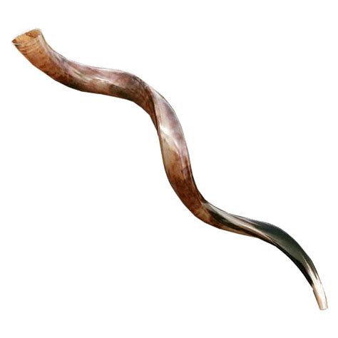 Yemenite Shofar - 90-94 cm | 35-37 inches