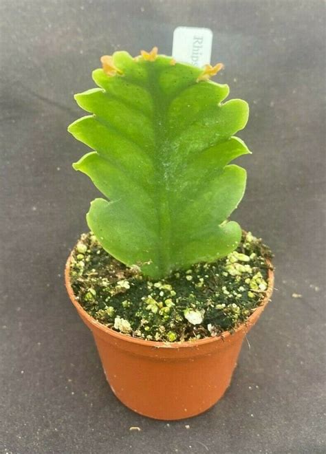 Rhipsalis Crispimarginata Aka. Rhipsalis Oblonga, Rooted Plant Shipped in 2.5 Pot - Etsy