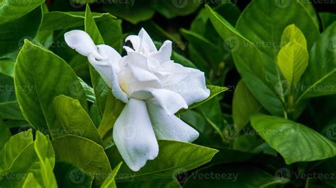 white gardenia flower. Blooming Cape Jasmine. The Gardenia Jasminoides. 10376012 Stock Photo at ...