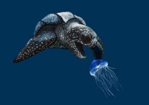 Scariest Turtle - The Leatherback Turtle's Mouth Looks Terrifying