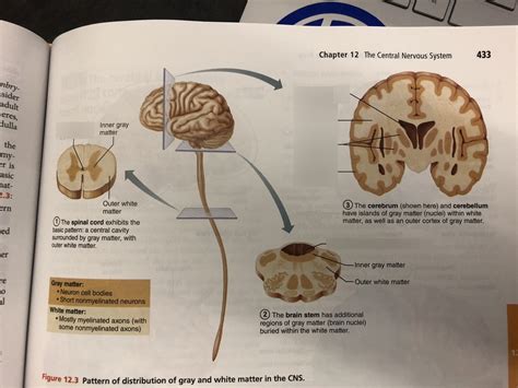 Grey and White Matter Diagram | Quizlet