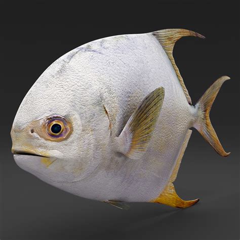 3d model permit fish