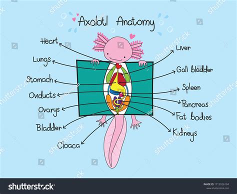 Explicación axolotl fácil de anatomía: vector de stock (libre de regalías) 1713926194 | Shutterstock