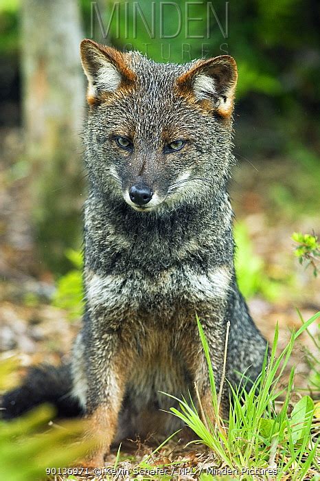 Minden Pictures - Darwin's Fox (Pseudalopex fulvipes) portrait sitting ...