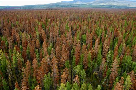 Why are some whitebark pine trees surviving climate-driven mountain ...