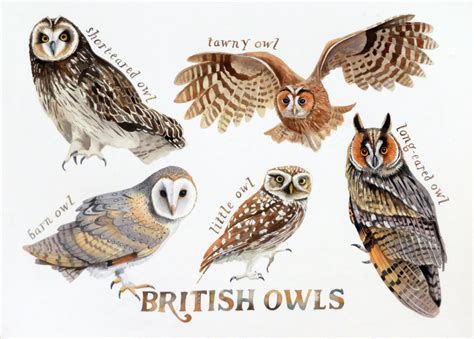 British owls - a painting of all 5 species of owls of the British Isles