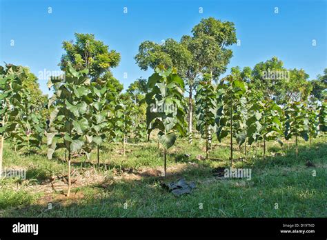 Young Teak plantation 'Tectona grandis' Stock Photo: 52462745 - Alamy