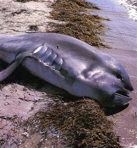 Megamouth Shark Teeth