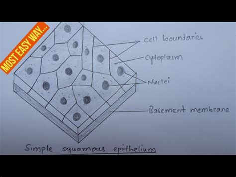 Stratified Squamous Epithelium Labeled Diagram