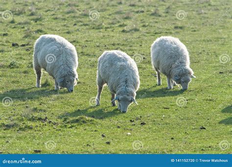 Three Romney Marsh Sheep stock photo. Image of england - 141152720