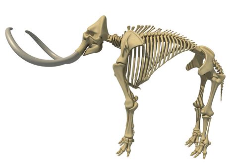 Mammoth skeleton model - TurboSquid 1233399