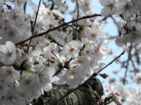 Cherry Blossoms Free Stock Photo - Public Domain Pictures