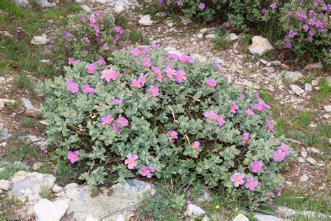 Cistus albidus - MondoRose e Fiori