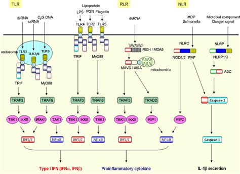 Pattern-recognition receptor (PRR) signaling pathways. Three classes of... | Download Scientific ...