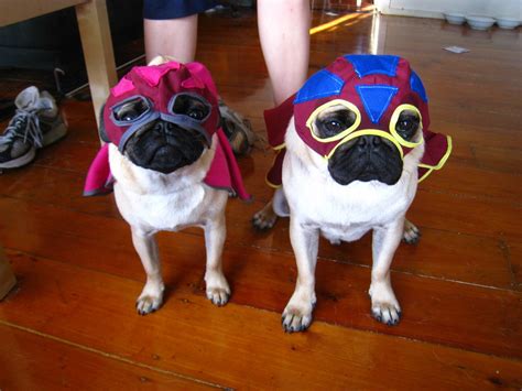 Lucha pugs - Teh Cute