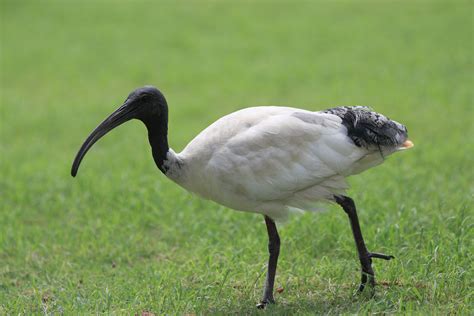 File:Ibis, Gold Coast, Australia.jpg - Wikimedia Commons