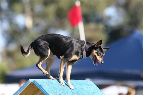 Australian Kelpie: The Ultimate Breed Guide 2020 | Pups4Sale breeders ...