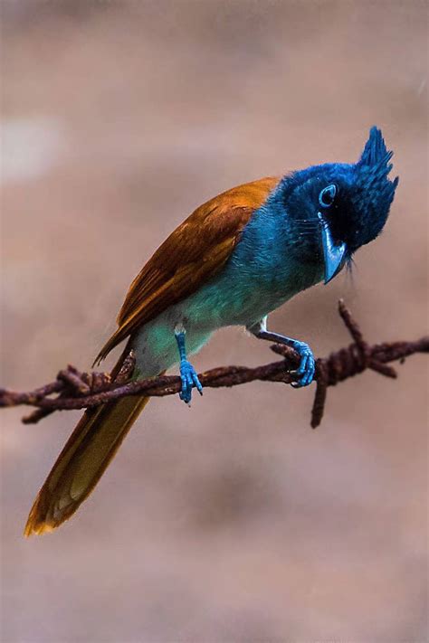 Indian Paradise Flycatcher: Flash Dance of the Glam King | RoundGlass ...