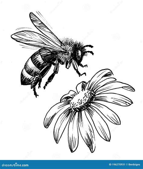 Honey Bee And Flower Drawing - bmp-live