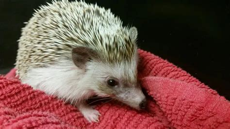 Wobbly Hedgehog Syndrome | V.E.T. Care Hospital