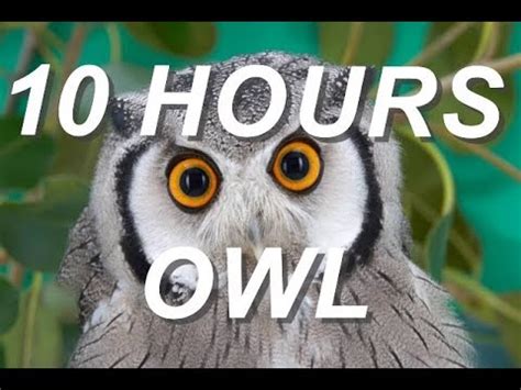 Owl - Relaxing Nature Sounds 10 Hours - YouTube