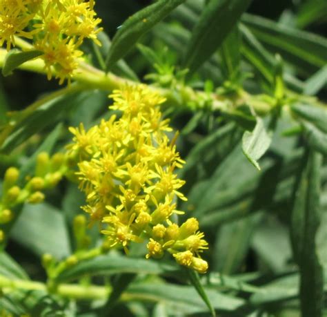 Harvesting Goldenrod for infused oil | I Just Gotta Share…