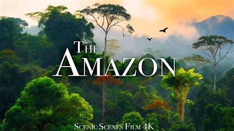 The Amazon 4K - Amazon Jungle and its Wild Animals | Rainforest Sounds ...