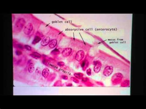 Simple Columnar Epithelium - YouTube