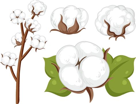 Set of cotton flowers isolated 10517018 Vector Art at Vecteezy