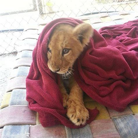 Rescued Baby Lion Can’t Sleep Without A Blanket Even Though He’s All ...