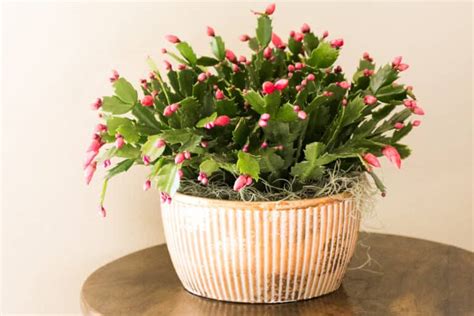 Thanksgiving Cactus Care - Green Garden Cottage